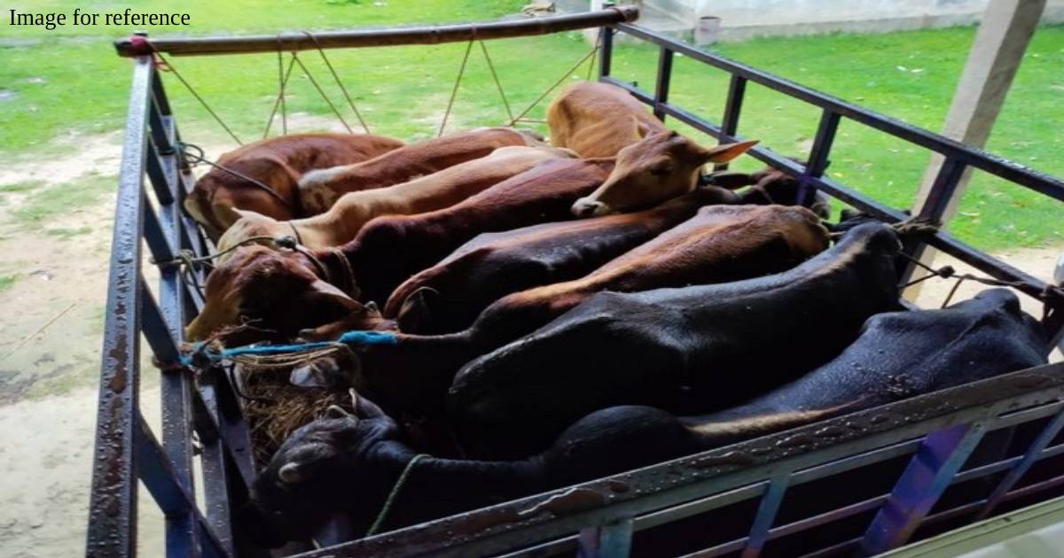 Nine held for cattle smuggling in Assam